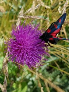 Papillon dans le Gran Paradiso