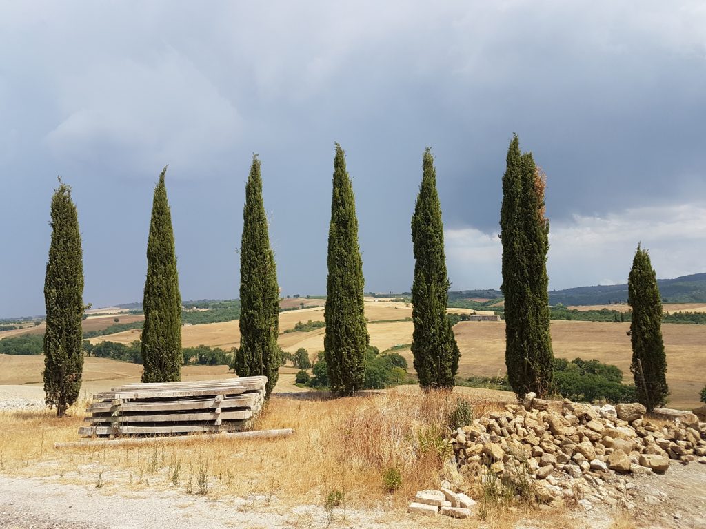 Cipressi di San Quirico d'Orcia