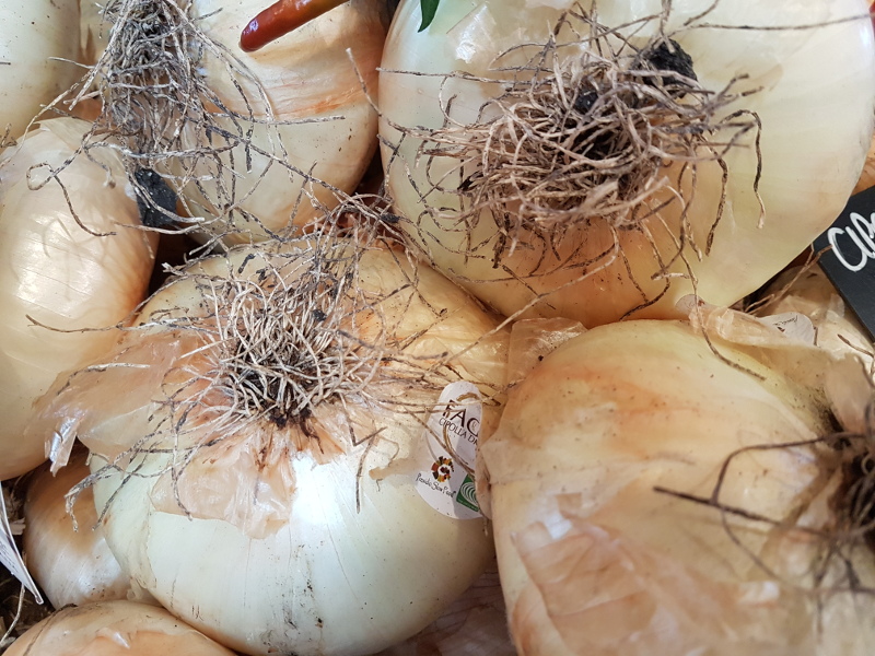 Gigantesques oignons doux de Giarratana